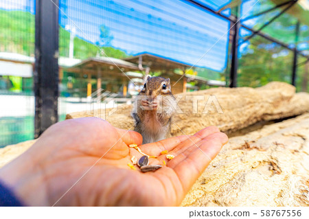 Chipmunk Hand-ride Hidayama Wildflower Nature Garden [Gifu Prefecture] 58767556