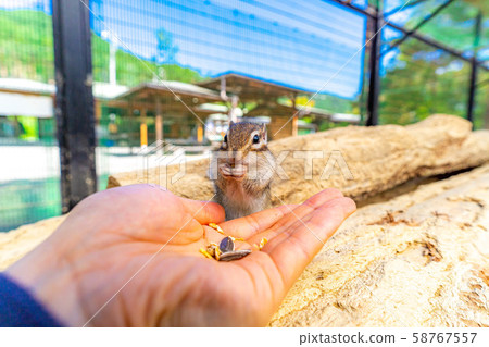 Chipmunk Hand-ride Hidayama Wildflower Nature Garden [Gifu Prefecture] 58767557