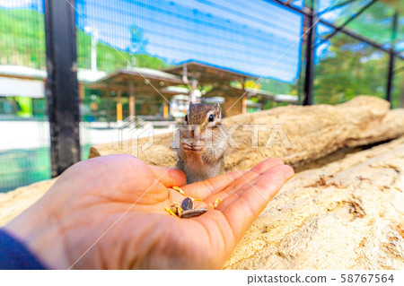 花栗鼠手騎飛ida山野花自然公園[岐阜縣] 58767564
