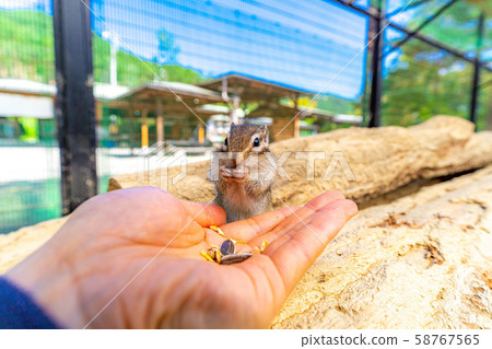 花栗鼠手騎飛ida山野花自然公園[岐阜縣] 58767565