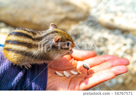 Chipmunk Hand Ride Hidayama Wildflower Nature Stock Photo