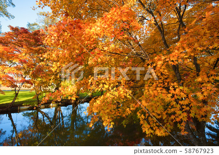 Autumn leaves in Shimizu Park Autumn leaves in Shimizu Park 58767923