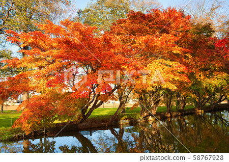 Autumn leaves in Shimizu Park 58767928