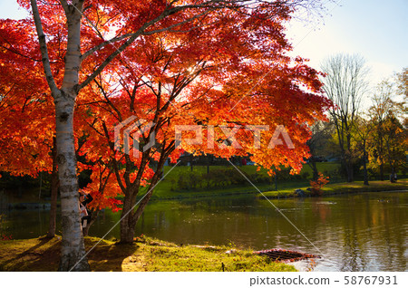 Autumn leaves in Shimizu Park Autumn leaves in Shimizu Park 58767931