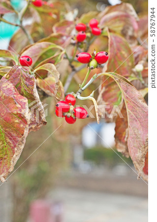 紅山茱萸果 紅山茱萸果 58767944