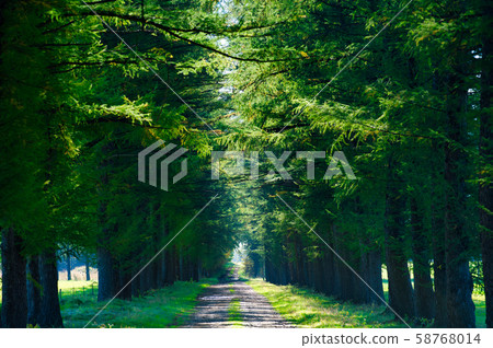 Ezo pine tree-lined road 58768014