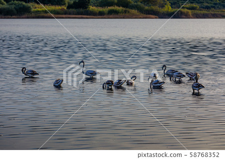 Flamingos resting on Lake Korission, Corfu 58768352