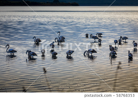 Flamingos resting on Lake Korission, Corfu 58768353
