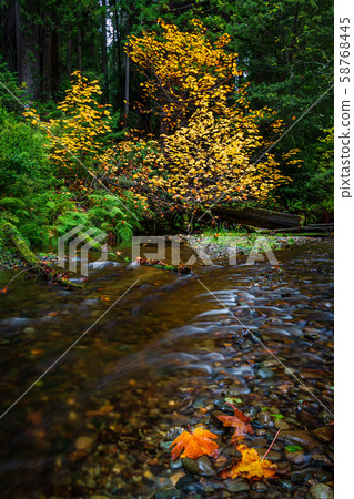 Autumn at a Small Creek with Maple Leaves 58768445