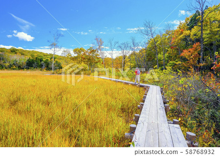 Autumn Tawara Marsh 58768932