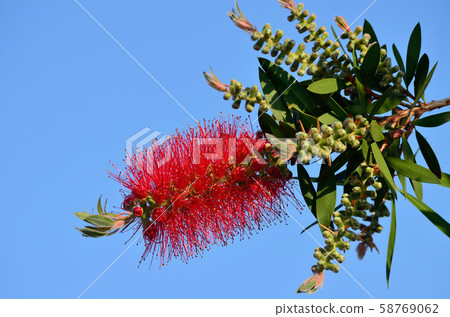 Brush tree 190511pm4: 34 58769062