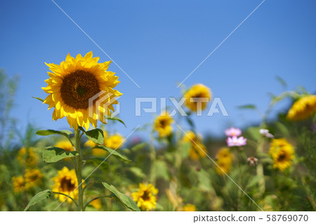 Sunflower and blue sky background Sunflower and blue sky background 58769070