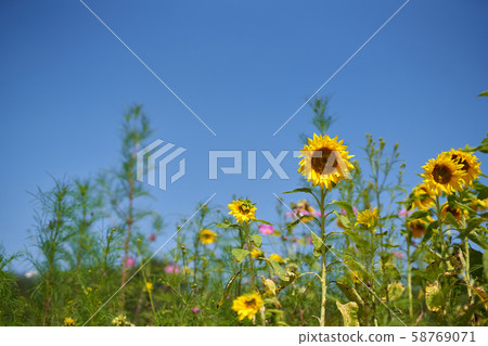 Sunflower and blue sky background 58769071