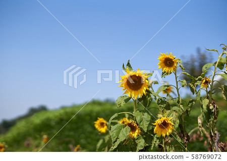 Sunflower and blue sky background Sunflower and blue sky background 58769072