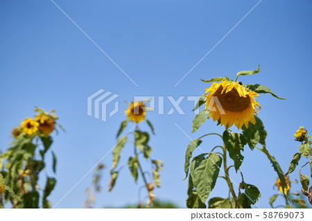 Sunflower and blue sky background 58769073