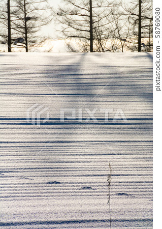 雪地陰影和野生動物足跡 雪地陰影和野生動物足跡 58769080