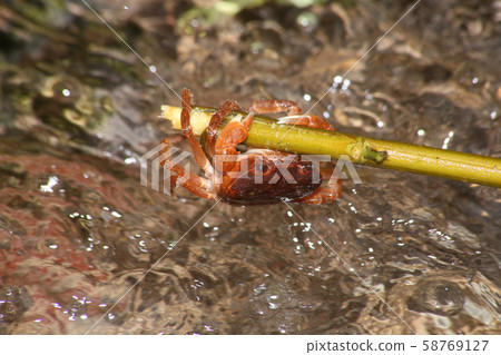 Crayfish crisis 58769127