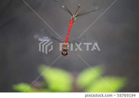 Mayutate Akane spawning Mayutate Akane spawning 58769194