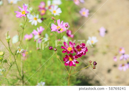 Cosmos Flower Seashell Cosmos Flower Seashell 58769241