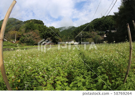 蕎麥田 58769264