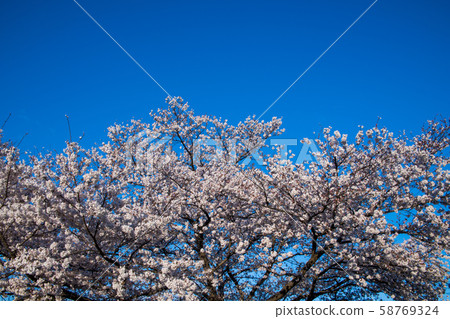 Sakura, Omiya Hananooka Agriculture and Forestry Park, Saitama City Sakura, Omiya Hananooka Agriculture and Forestry Park, Saitama City 58769324