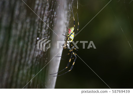 Nephila spider Nephila spider 58769439