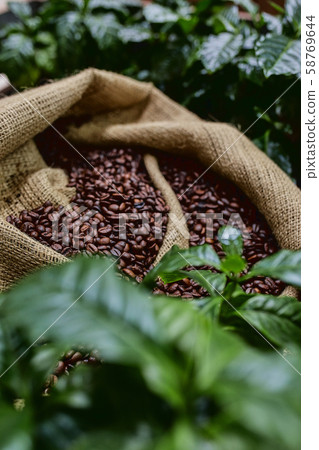 Open bag with coffee beans slices of green leaves. beautiful light, vigor of coffee beans, among 58769644