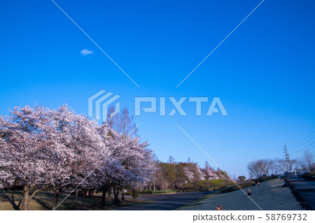 Sa玉市大宮市花岡農林公園櫻花 Sa玉市大宮市花岡農林公園櫻花 58769732