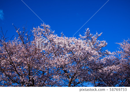 Sa玉市大宮市花岡農林公園櫻花 58769733