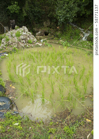 美穗田，水稻種植的發源地 58771137