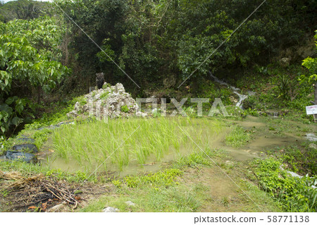 Mihoda, the birthplace of rice cultivation 58771138