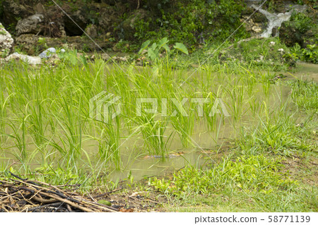 美穗田，水稻種植的發源地 58771139