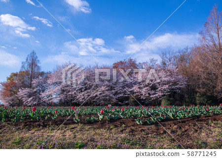 Cherry blossom season Tulip Omiya Hananooka Norin Park Saitama City Cherry blossom season Tulip Omiya Hananooka Norin Park Saitama City 58771245