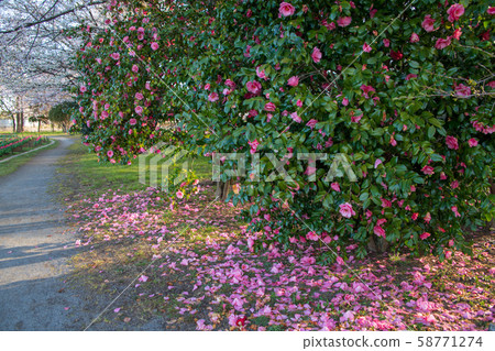 櫻花季節山茶花大宮花之丘農林公園Sa玉市 櫻花季節山茶花大宮花之丘農林公園Sa玉市 58771274