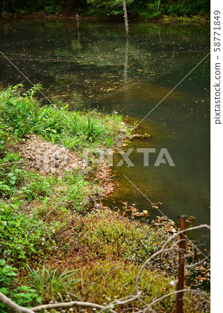 Swamp shore Swamp shore 58771849