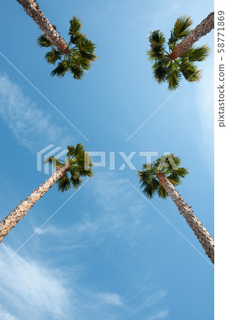 Four palm trees over blue sky on vacation beach perspective view with copy space 58771869