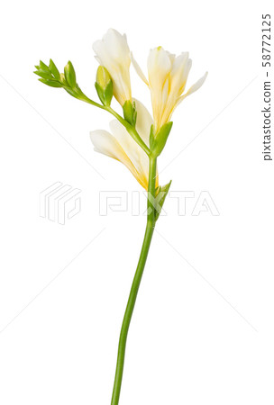 Freesia flowers twig bloom isolated on white background 58772125
