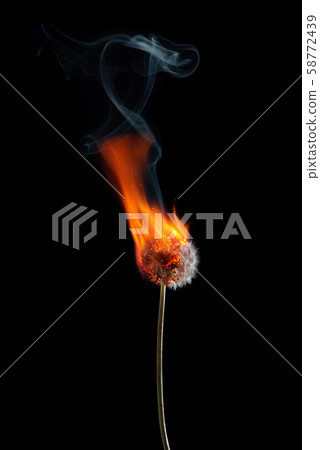 Dandelion on fire burning with smoke and flames isolated on black background 58772439