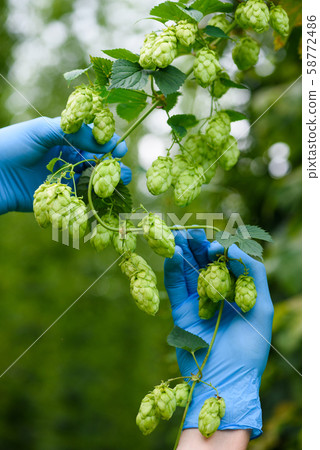 Hops yard inspection quality and ripeness checking hop cones on agricultural field. Hops yard inspection quality and ripeness checking hop cones on agricultural field. 58772486