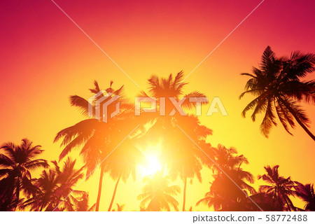 Tropical sunset sun and palm trees silhouettes on island beach. Tropical sunset sun and palm trees silhouettes on island beach. 58772488