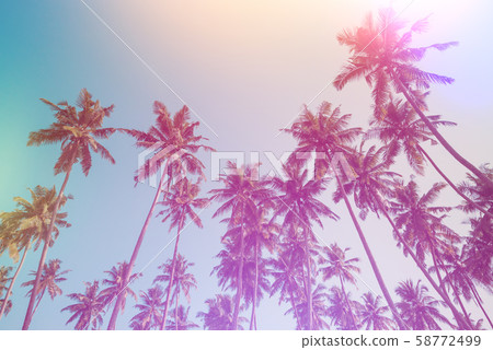 Coconut palm trees vintage toned. Palm tree summer beach sunny day. 58772499