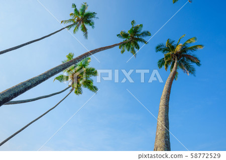 Coconut palm trees over blue sky. 58772529