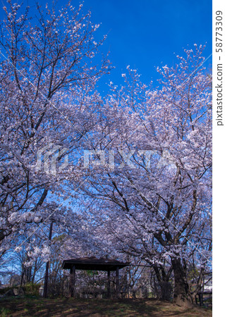 Sa玉市大宮市花岡諾林公園的櫻花季節 58773309