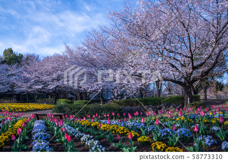 Sa玉市大宮花之鄉農林公園櫻花盛開的花壇 58773310