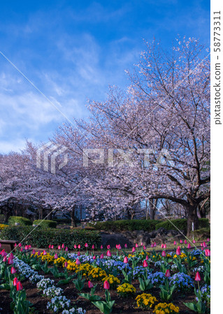 Sa玉市大宮花之鄉農林公園櫻花盛開的花壇 Sa玉市大宮花之鄉農林公園櫻花盛開的花壇 58773311