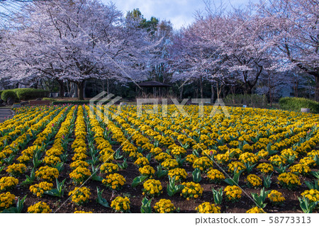 Sa玉市大宮花之鄉農林公園櫻花盛開的花壇 Sa玉市大宮花之鄉農林公園櫻花盛開的花壇 58773313