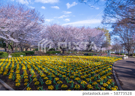 Cherry blossom season, flower bed, Omiya Hananooka Agriculture and Forestry Park, Saitama City 58773528