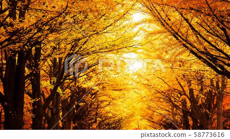 在深秋的夜光閃閃發光 58773616