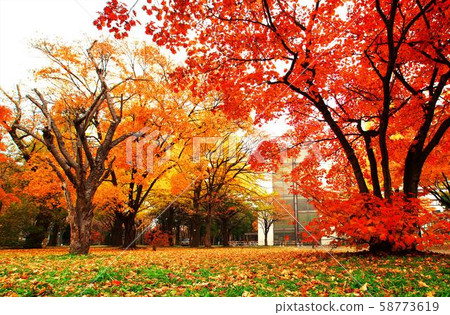 Luminous sparkle in late autumn 58773619