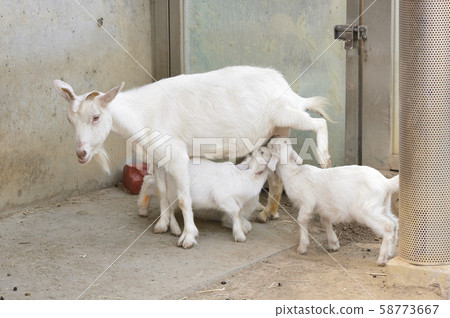 Goat mother breastfeeding a child 58773667